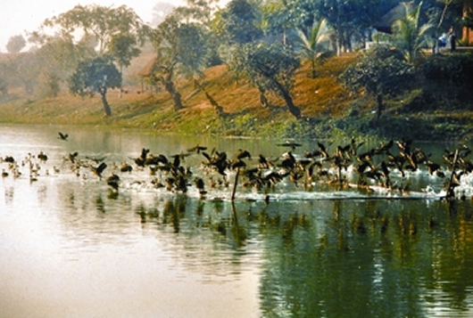 চিত্র:BirdMigratory.jpg