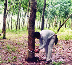 চিত্র:RubberJuiceCollection.jpg