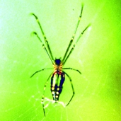 চিত্র:Spider10.jpg