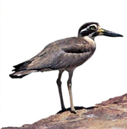 চিত্র:WaderCommonSendpiper2.jpg