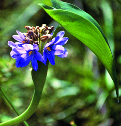 চিত্র:Aquaticplant02.jpg