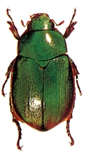 চিত্র:Beetle8Scarabaeid.jpg