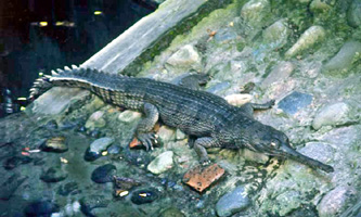 চিত্র:GharialReptile.jpg