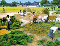 চিত্র:RiceThreshing1.jpg