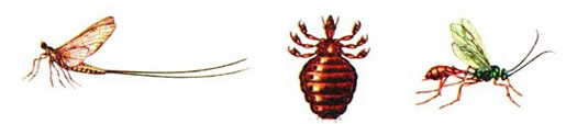 চিত্র:Insect1.jpg