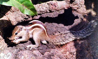 চিত্র:Squirrel.jpg