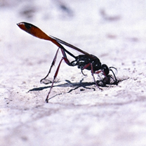চিত্র:WaspDigger.jpg