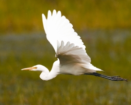 চিত্র:EgretYellow-billed.jpg