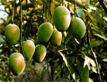 চিত্র:Mango.jpg