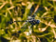 চিত্র:Dragonfly3.jpg