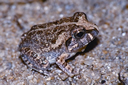 চিত্র:FrogToadSphaerothecaBreviceps.jpg