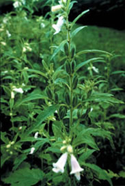 চিত্র:Sesame1.jpg